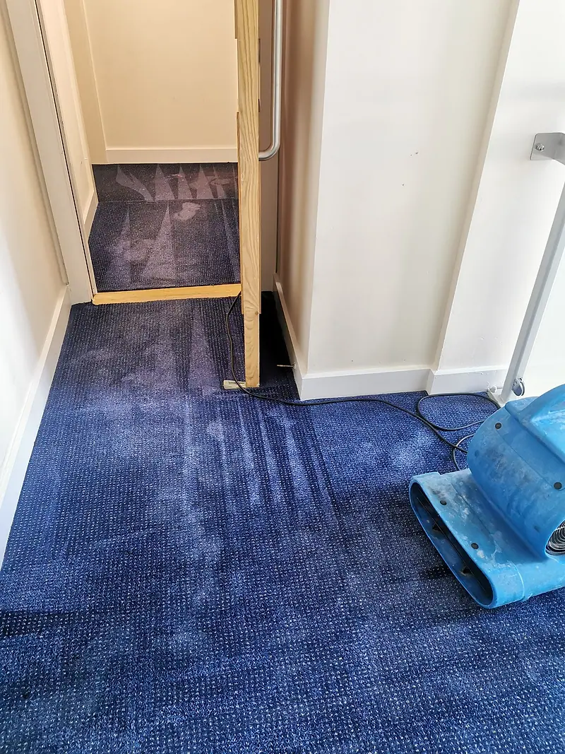 Blue carpet drying with an air mover after cleaning