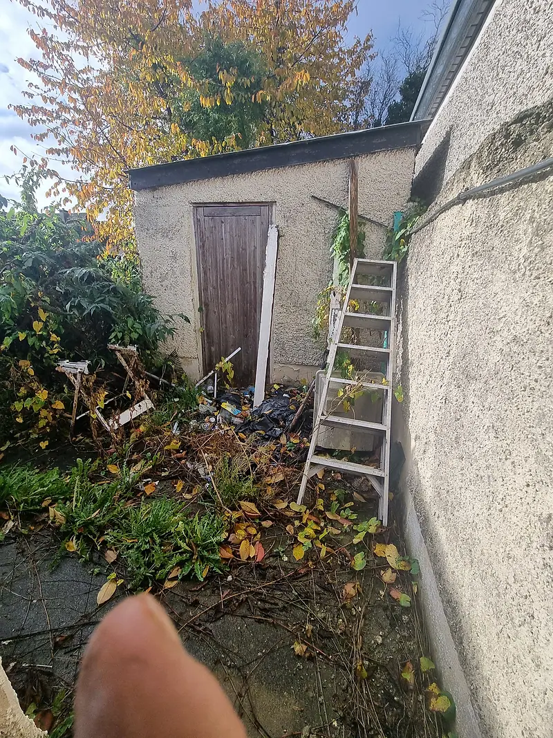 Overgrown side passage leading to a garden shed, with a ladder and debris